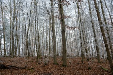 Soğuk bir kış gününde ormandaki ağaçların üzerindeki buz.