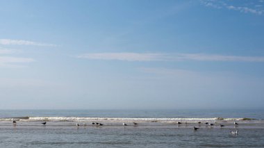 Deniz ve mavi gökyüzüyle, alçak gelgitte, kumların üzerinde duran martılar.