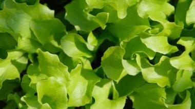 Bahçede taze marul. Marul yaprağı yetiştiriyorum. Ekolojik gıda. Kendi marulunu yetiştiriyorsun..