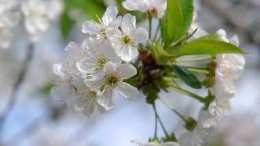 Kiraz çiçekleri. İlkbaharda güçlü kiraz çiçekleri açar. Taze kiraz çiçekleri. Beyaz kiraz çiçekleri.