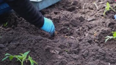 Fremer toprağa bir domates tohumu ekiyor. Ekme işlemi. Ev bahçesi. organik yiyecekler.