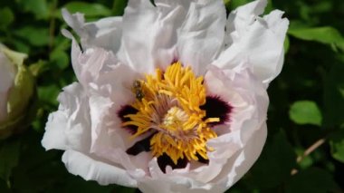 Şakayık yakın plan. Bir arı şakayıkta polen toplar..