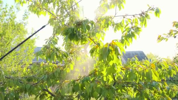处理害虫对果树的危害 用杀虫剂喷洒树木 — 图库视频影像