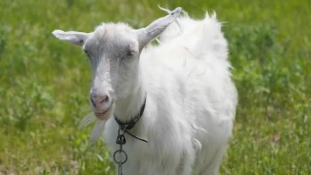 Young Goat Field Beautiful Goat Green Field Goat Grazing Field — Stock Video