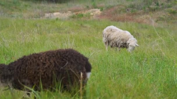 羊羔吃草 小羊在田里吃草 农村的羊 — 图库视频影像