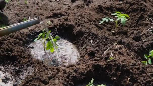 自由自在地在地里种上西红柿苗 种植过程 家庭花园 有机食品 — 图库视频影像