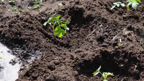 Fremer Pflanzt Einen Tomatensetzling Die Erde Pflanzprozess Hausgarten Bio Lebensmittel — Stockvideo
