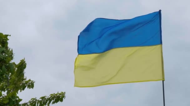 乌克兰国民的猎鹰在风中生长 Ukraine国旗 — 图库视频影像