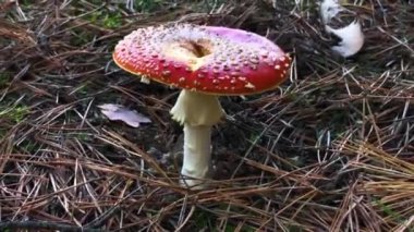Amanita muscaria. Doğada zehirli mantar. Ormanda agarik uç.