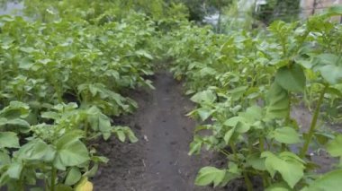 Bahçedeki patates çalıları. Sıralar dolusu patates çalısı. Patates yetiştiriyorum..