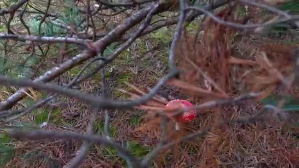 天田麝香 自然界中的毒菌 在森林里飞来飞去 — 图库视频影像