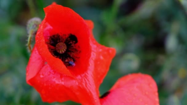 Kwitnące Makowe Zbliżenie Makowy Kwiat Bliska Makowy Kwiat Kroplami Bliska — Wideo stockowe