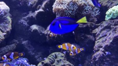 Mercan resifinde egzotik balıklar. Mercan resifindeki güzel renkli balıklar. Kayıp Balık Nemo 'dan Balık.