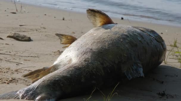 Dode Vis Het Strand Vis Aan Het Ontbinden Zandkust Dode — Stockvideo