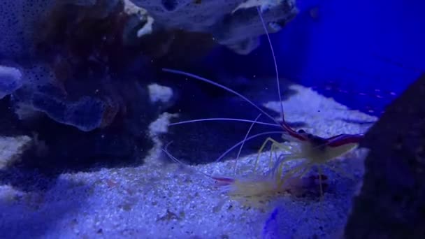 虾吃虾 海上的食人族虾子吃虾子 动物世界里的食人族行为 — 图库视频影像