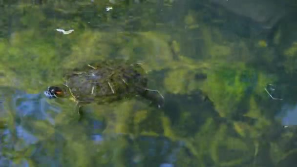 Turtle Swims Lake Turtle Close Freshwater Turtle — Stock Video
