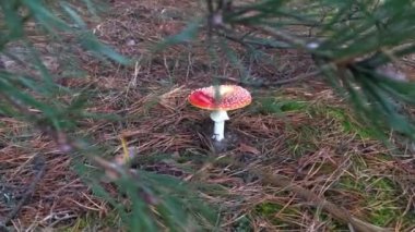 Amanita muscaria. Doğada zehirli mantar. Ormanda agarik uç.