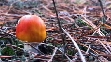 Amanita muscaria. Doğada zehirli mantar. Ormanda agarik uç.