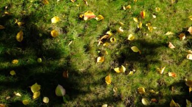 Yeşil çimlerin üzerindeki sarı yapraklar. Sonbahar arkaplanı. Yeşil çimlerin üzerinde sonbahar yaprakları. Yeşil çimlerde güneş ışınları.