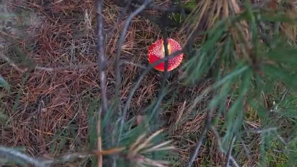红色的苍蝇在森林里飞来飞去的特写镜头 在针叶林中飞来飞去 森林中的致幻蘑菇 — 图库视频影像