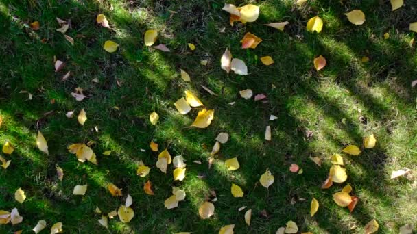 绿草上的黄叶 秋天的背景秋天的叶子在绿草上 绿草上的阳光 — 图库视频影像