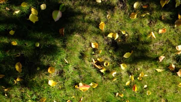 Gelbe Blätter Auf Grünem Gras Herbst Hintergrund Herbstblätter Auf Grünem — Stockvideo