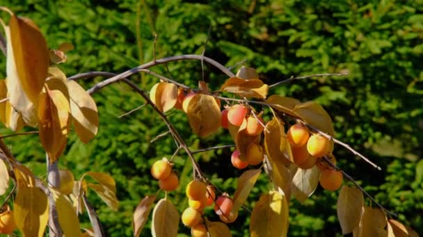 枝に柿を熟す 枝にジューシーな柿を熟す 枝にオレンジ柿を熟す — ストック動画