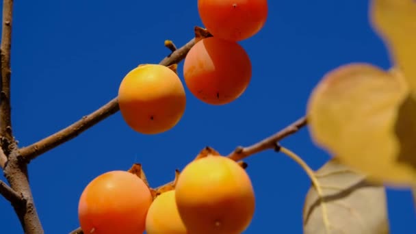 枝条上有成熟的鳗鱼 枝条上有成熟多汁的柿子 枝条上成熟的橙子 — 图库视频影像