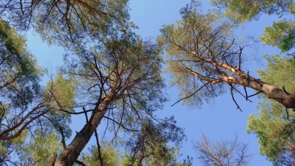 View Pine Trees View Sky Pines Pine Trees Sky View — Stock Video