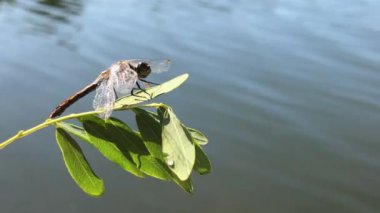 Daldaki güzel yusufçuk. Vahşi yaşam. Yusufçuk kanatlarını kurutur..