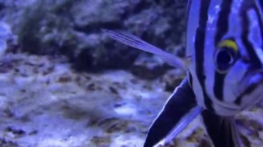 Akvaryumdaki egzotik balık sürüsü. Mercan resifinde çizgili balık. Çizgili akvaryum balığı.