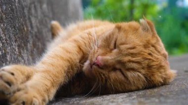 Kızıl kedi zevkle uyur. Kırmızı kedi yakın plan. Kedi tatlı tatlı uyuyor..