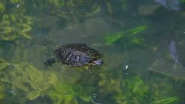 Kaplumbağa gölde yüzüyor. Kaplumbağa yakın çekimi. Tatlı su kaplumbağası..