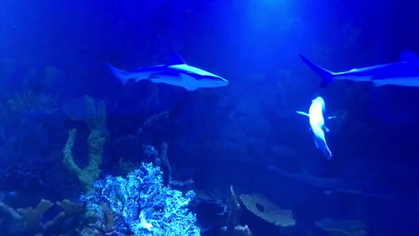 Una Bandada Tiburones Nada Océano Grupo Tiburones Bajo Agua Tiburón — Vídeos de Stock