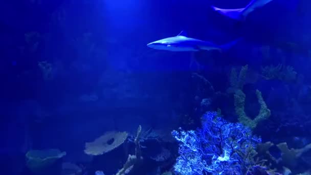 Una Bandada Tiburones Nada Océano Grupo Tiburones Bajo Agua Tiburón — Vídeo de stock