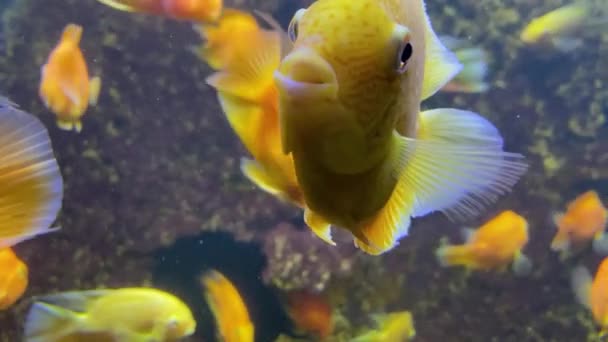 Flock Golden Fish Coral Reef Lots Goldfish Goldfish Swim Water — Stock Video