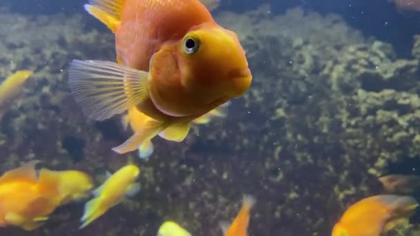 Золотая Рыбка Крупным Планом Стая Золотых Рыб Коралловом Рифе Много — стоковое видео