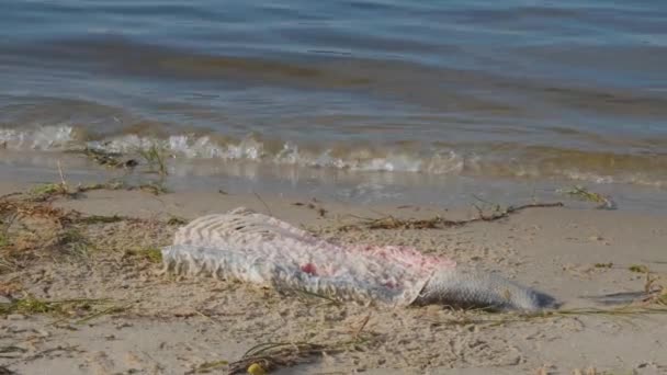 Мертва Риба Пляжі Риба Розкладається Піщаному Березі Мертва Риба Пляжі — стокове відео