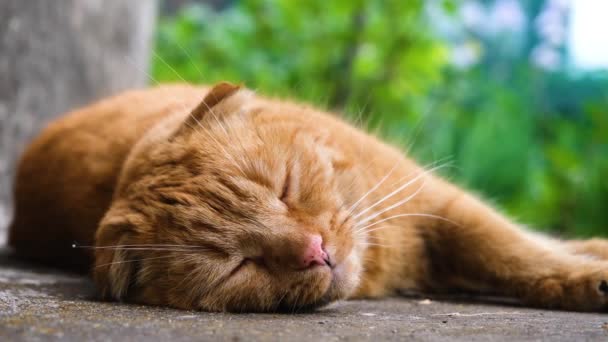 Kızıl Kedi Zevkle Uyur Kırmızı Kedi Yakın Plan Kedi Tatlı — Stok video