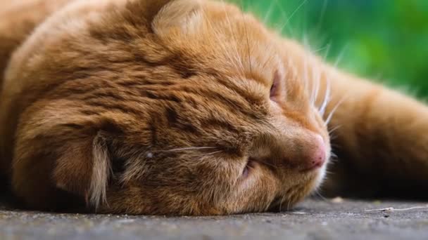 Gato Rojo Duerme Con Placer Primer Plano Del Gato Rojo — Vídeos de Stock