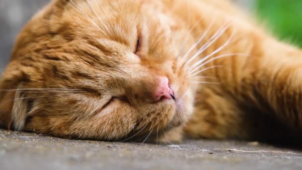 Czerwony Kot Śpi Przyjemnością Czerwony Kot Bliska Kot Słodko Śpi — Wideo stockowe