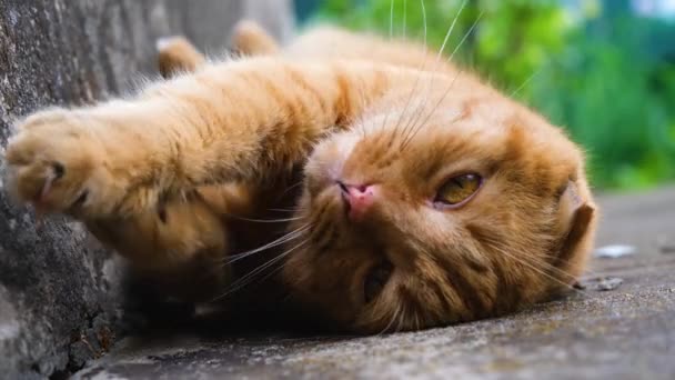 Gato Vermelho Dorme Com Prazer Gato Vermelho Close Gato Dorme — Vídeo de Stock
