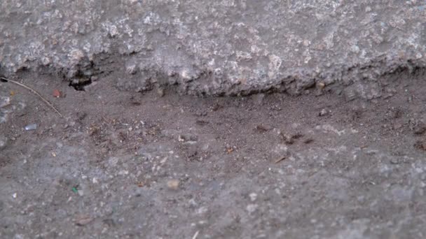 Mrówki Bliska Mrówki Podążają Sobą Praca Zespołowa Mrówek — Wideo stockowe