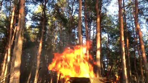 Bonfire Forest Close Fire Close Log Fire Close — Vídeo de stock