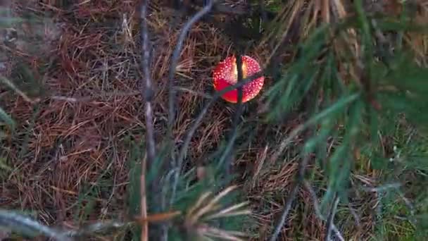 天田麝香 自然界中的毒菌 在森林里飞来飞去 — 图库视频影像