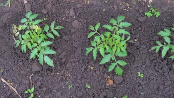 Bibit Tomat Kebun Kebun Tempat Tidur Tomat Tomat Tumbuh Kebun — Stok Video