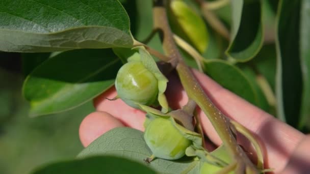 梨子果实在树上 鲨鱼果 未成熟的桂果 Persimmon Branch — 图库视频影像