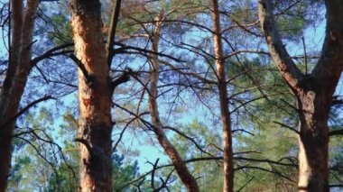 Çam dallarında sincap. Sincap çam dallarında zıplar. Ormandaki sincap