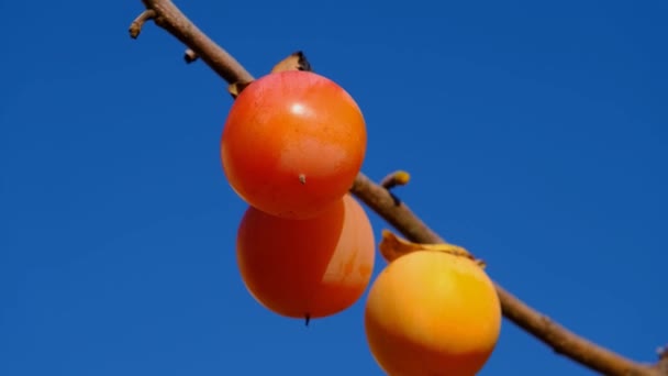 枝に柿を熟す 枝にジューシーな柿を熟す 枝にオレンジ柿を熟す — ストック動画