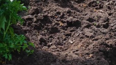 Fremer toprağa bir domates tohumu ekiyor. Ekme işlemi. Ev bahçesi. organik yiyecekler.